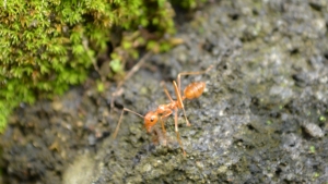 Kako uni&scaron;titi žute mrave?